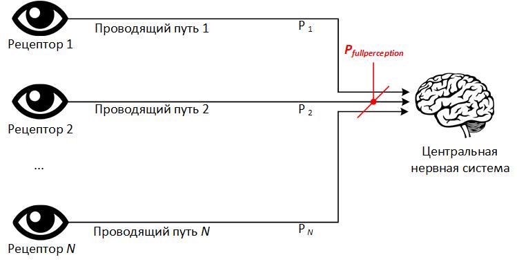 Сколько информации за жизнь воспринимает человек - 13