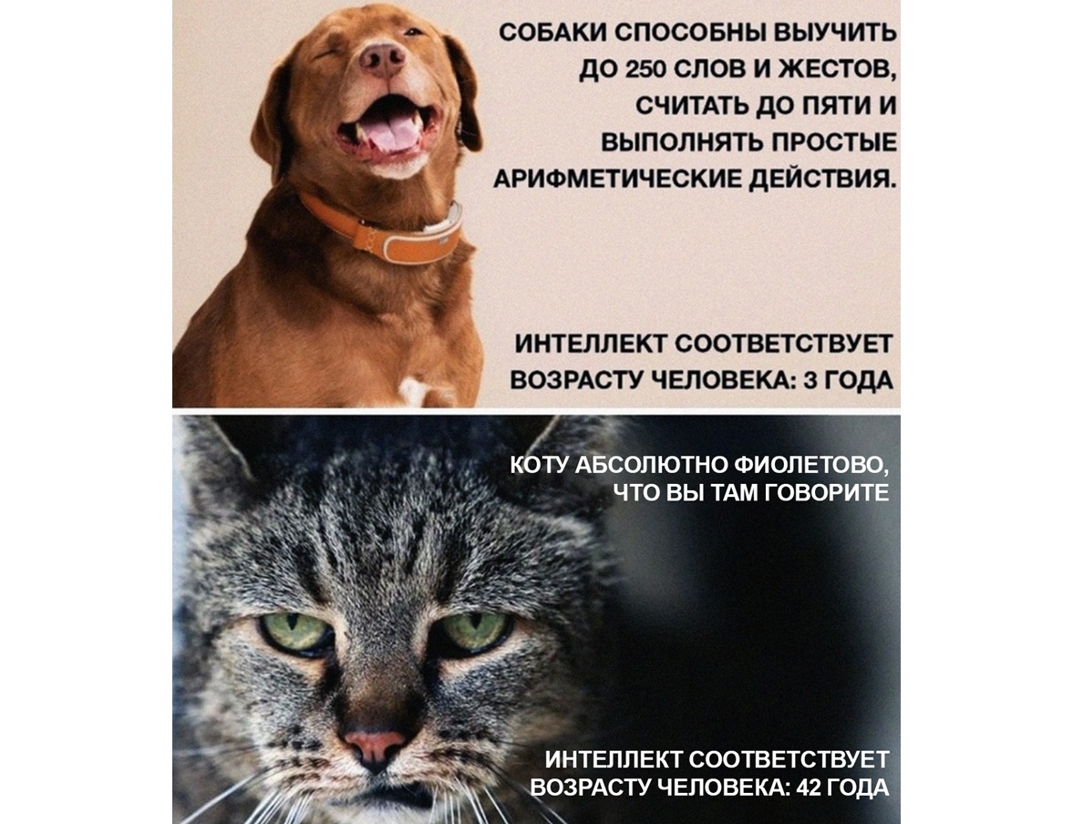 Собаки и кошки vs человеческий детеныш: кто умнее - 3