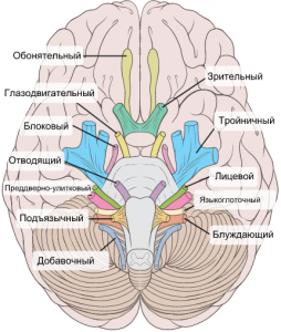 Черепные нервы схема